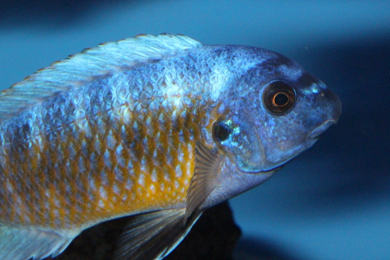 Labeotropheus fuelleborni 'Katale Island'